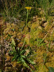 Leontodon hispidus hispidus