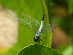 Aethriamanta gracilis