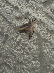 Hyles lineata