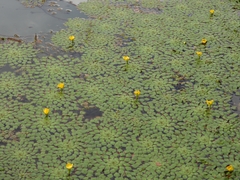 Ludwigia sedoides