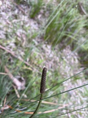 Xanthorrhoea minor lutea