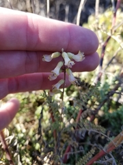 Astragalus nuttallii