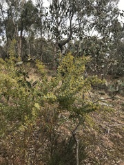 Acacia cultriformis