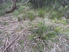 Xanthorrhoea minor lutea