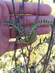 Astragalus nuttallii