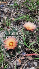 Coryphantha elephantidens