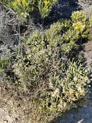 Astragalus nuttallii
