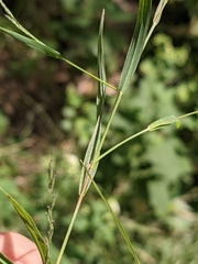 Poaceae