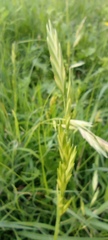 Bromus catharticus