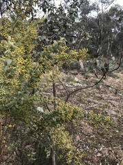 Acacia cultriformis