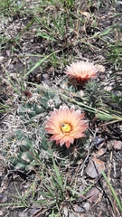 Coryphantha elephantidens