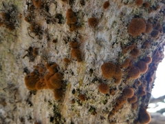 Trentepohlia aurea