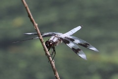 Libellula forensis