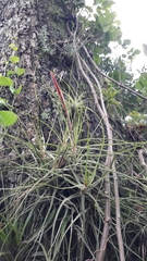 Tillandsia schiedeana