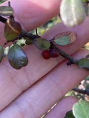 Rhamnus