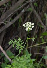 Conioselinum scopulorum