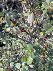 Rhamnus