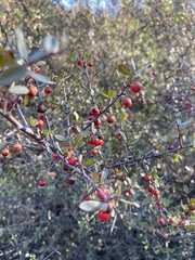 Rhamnus