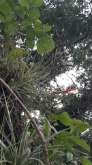 Tillandsia schiedeana