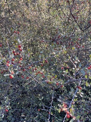 Rhamnus