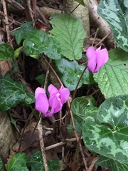 Cyclamen purpurascens