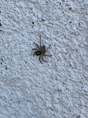 Menemerus semilimbatus