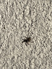 Menemerus semilimbatus