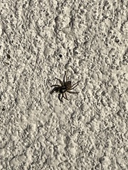 Menemerus semilimbatus