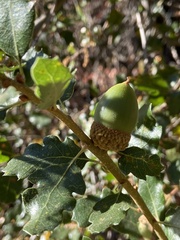 Quercus berberidifolia
