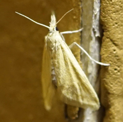 Microtheoris ophionalis