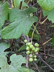Vitis vinifera