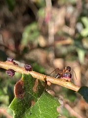 Disholcaspis prehensa