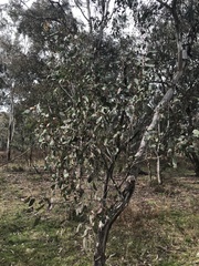 Eucalyptus polyanthemos