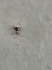 Menemerus semilimbatus