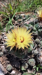 Coryphantha elephantidens