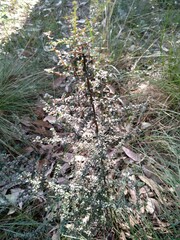 Pittosporaceae