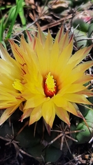 Coryphantha elephantidens