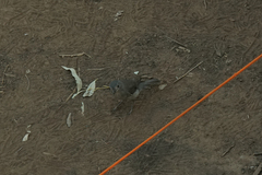 Colluricincla harmonica