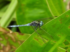 Orthetrum luzonicum