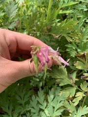 Dicentra eximia