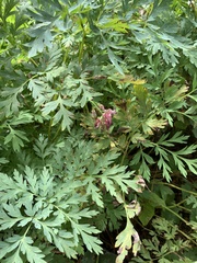 Dicentra eximia