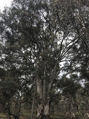 Eucalyptus polyanthemos
