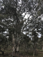 Eucalyptus polyanthemos