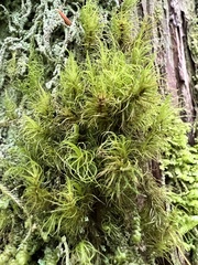 Dicranum fuscescens