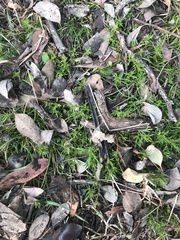 Haloragis heterophylla
