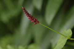 Bistorta amplexicaulis