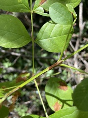 Fraxinus latifolia