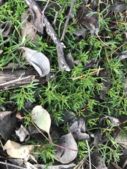 Haloragis heterophylla