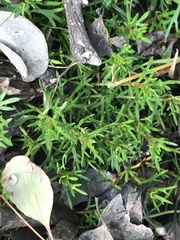 Haloragis heterophylla