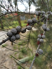 Allocasuarina littoralis